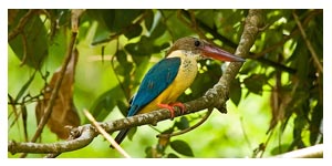 Kumarakom Birds